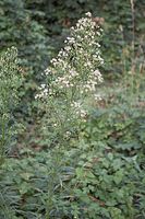Flora-Berufkraut-20060723-81.jpg