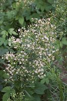 Flora-Berufkraut-20060723-82.jpg