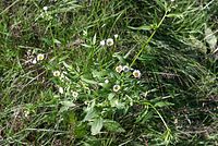 Flora-Berufkraut-20070708-30.jpg