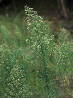 Flora-Berufkraut-20090802-129.jpg