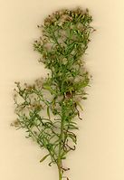 Flora-Berufskraut-20020815-019.jpg
