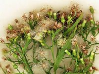 Flora-Berufskraut-20020815-020.jpg
