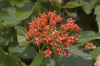 Flora-Blasenspiere-20050620-73.jpg