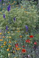 Flora-Blumen-20070622-127a.jpg