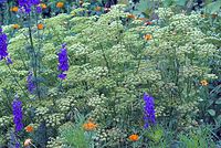 Flora-Blumen-20070623-331a.jpg