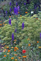 Flora-Blumen-20070623-332a.jpg
