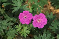 Flora-Blut-Storchschnabel-20101012-15.jpg