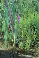 Flora-Blut-Weiderich-20070624-344a.jpg
