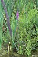 Flora-Blut-Weiderich-20070624-345a.jpg