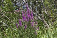 Flora-Blutweiderich-20130713-116.jpg