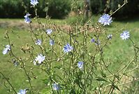 Flora-Breitwegerich-20010700-54.jpg