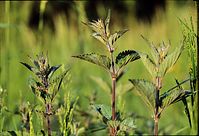 Flora-Brennessel-199905-31.jpg