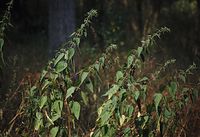Flora-Brennessel-199908-37.jpg