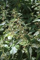 Flora-Brennessel-200107-20.jpg