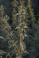 Flora-Brennessel-20050813-50.jpg