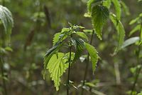 Flora-Brennessel-20100730-041.jpg