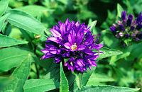 Flora-Bueschel-Glockenblume-19970600-04.jpg