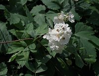 Flora-Bueschel-Rose-20090531-56.jpg