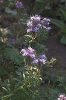 Flora-Bueschelschoen-20060621-21.jpg