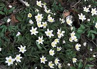 Flora-Buschwindroeschen-20100402-075.jpg