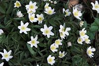 Flora-Buschwindroeschen-20100402-076.jpg