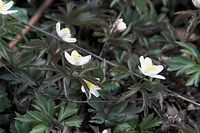 Flora-Buschwindroeschen-20100402-078.jpg