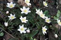Flora-Buschwindroeschen-20100402-079.jpg