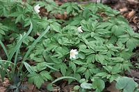 Flora-Buschwindroeschen-20100411-041.jpg