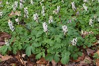 Flora-Buschwindroeschen-20140322-118.jpg
