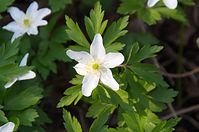 Flora-Buschwindroeschen-20140329-12.jpg