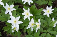 Flora-Buschwindroeschen-20140329-14.jpg
