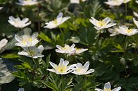 Flora-Buschwindroeschen-20140329-18.jpg