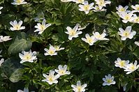 Flora-Buschwindroeschen-20140329-19.jpg