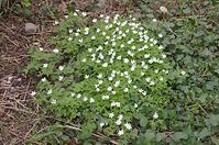 Flora-Buschwindroeschen-20140405-127.jpg