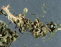 Flora-Cannabis-1991-024.jpg