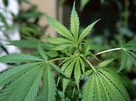 Flora-Cannabis-1991-026.jpg