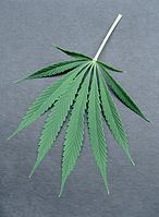Flora-Cannabis-1991-029.jpg