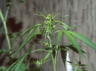Flora-Cannabis-1991-032.jpg