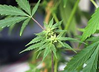 Flora-Cannabis-199109-033.jpg