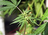 Flora-Cannabis-199109-037.jpg