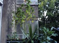 Flora-Cannabis-199109-039.jpg
