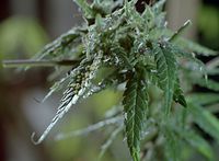 Flora-Cannabis-199109-046.jpg