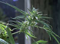 Flora-Cannabis-199109-047.jpg