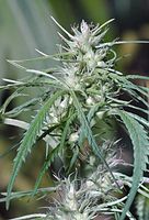 Flora-Cannabis-199109-076.jpg
