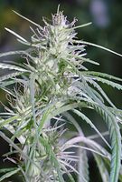 Flora-Cannabis-199109-077.jpg