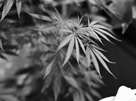 Flora-Cannabis-1992-049.jpg