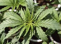 Flora-Cannabis-19920430-21.jpg