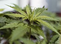 Flora-Cannabis-19920430-25.jpg