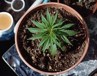 Flora-Cannabis-19920430-26.jpg