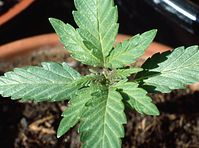 Flora-Cannabis-19920430-28.jpg